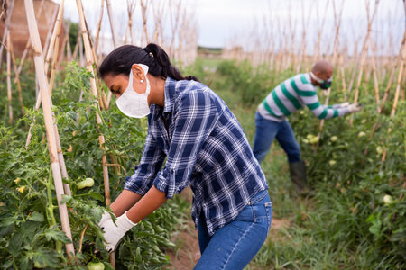 Female in protective mask supervising growth of tomatoes plants