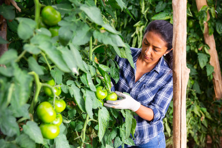 Woman gardener working on farm, checking tomato