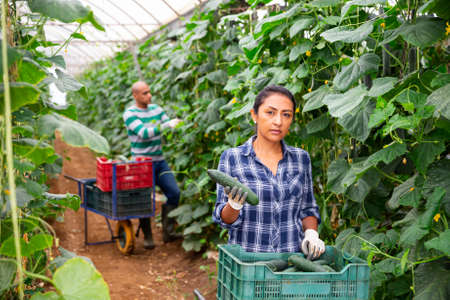 Latina harvesting cucumbers in farm glasshouseの写真素材