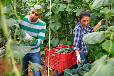 Experienced male and female farm workers picking crop of organic cucumbers in glasshouseの写真素材