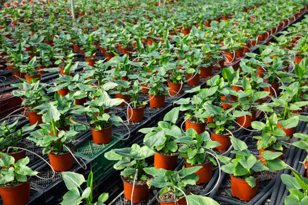 Plantation of asplenium antiquum in greenhouse