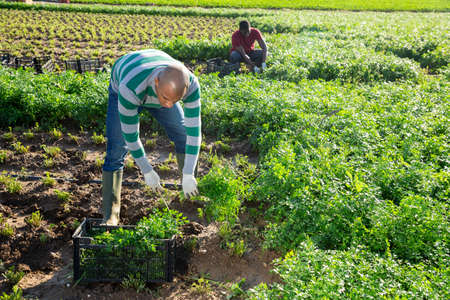 Latino male farmer picking parsley on fieldの写真素材