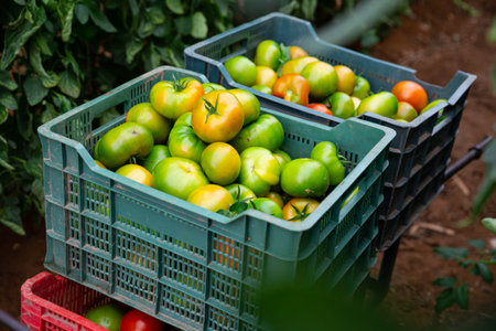 Freshly picked green tomatoes in boxes in greenhouse