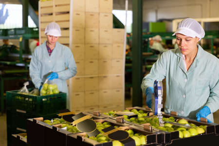 concentrated young woman working at fruit warehouse, checking and marking apples in boxesの写真素材