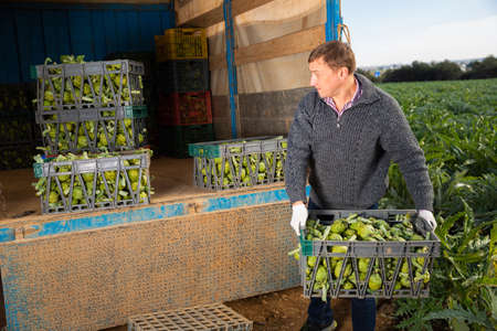 Male worker load artichoke boxes in a truckの写真素材