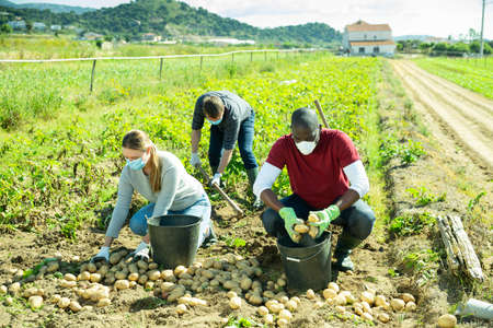 Farm workers in protective masks gathering crop of potatoesの写真素材