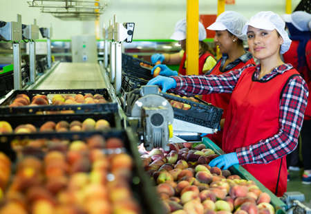 Female employee in uniform sorting ripe peaches on the producing grading lineの写真素材