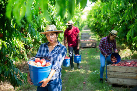 Successful hispanic female owner of orchard with bucket of peachesの写真素材