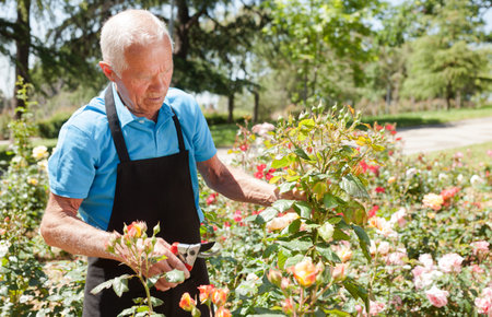 Male cutting branches of blooming roses
