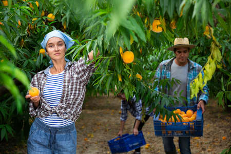Positive woman harvesting ripe peaches in his orchard on dayの写真素材