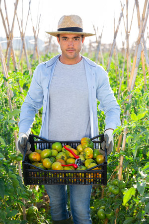 Male farmer with box of tomatoes on the fieldの写真素材