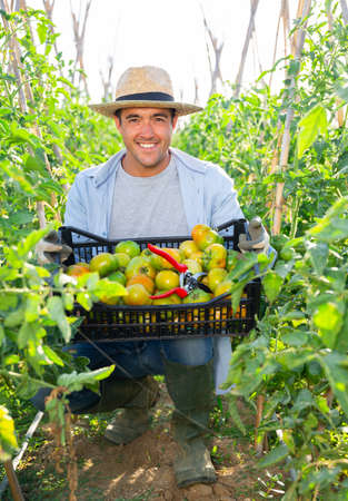 Young farmer with box of picked green tomatoes in gardenの写真素材