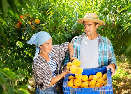 Portrait of couple of happy farmers harvesting ripe peaches in gardenの写真素材