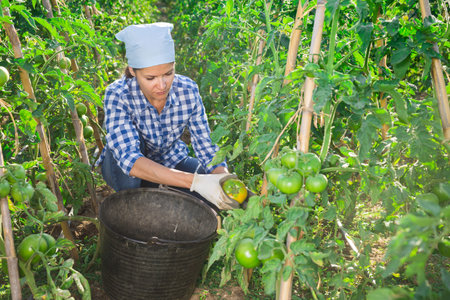 Successful female gardener with ripe tomatoes on the field