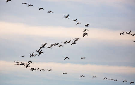 Flock of cranes flying in skyの写真素材