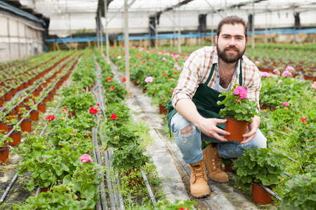 Worker taking care of cranesbill flowersの写真素材