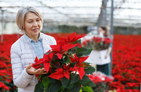 Smiling woman with flowering Poinsettiasの写真素材