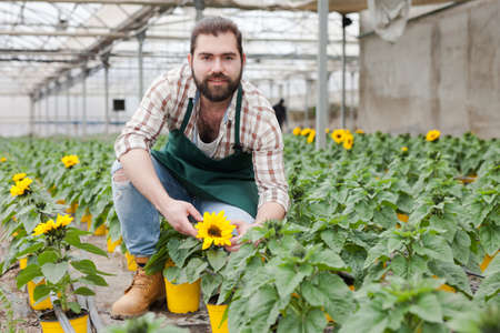 Gardener working with decorative sunflowersの写真素材