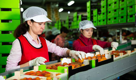 Women calibrating harvested apricotsの写真素材