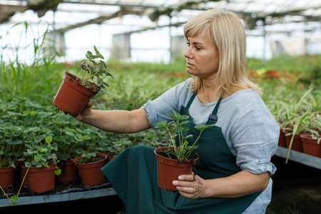 Female horticulturist in apron working with seedlings of strawberries in pots in hothouseの写真素材