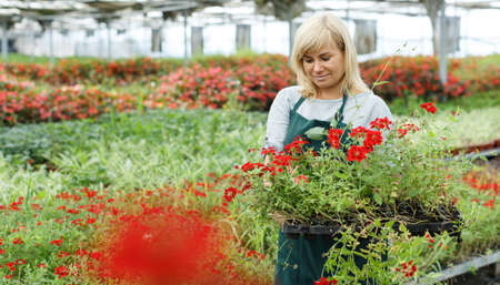 Woman florist holding crates with vervena plants while gardening in greenhouseの写真素材