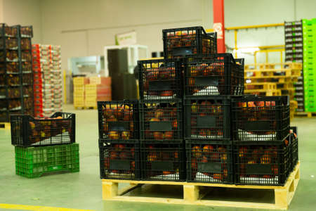 Fruits warehouse with plastic boxes of harvested peachesの写真素材