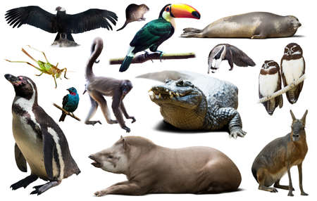 Fauna of South America setの写真素材