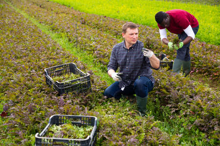 Skilled male farmers hand harvesting ripe red mitzunaの写真素材