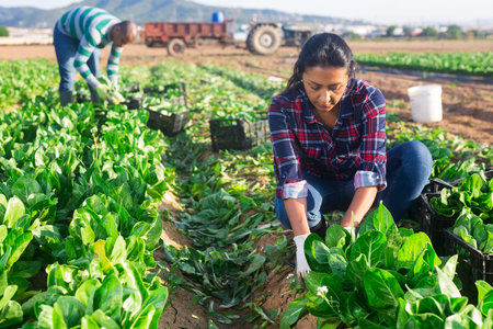 Latino woman collects crop of chard along with other workers on field