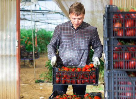 Farmer carries boxes with ripe tomatoes in the backyard