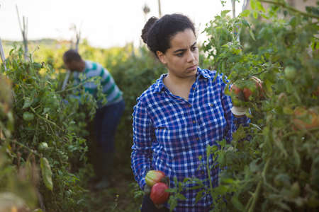Latina harvesting tomatoes on farm field in autumnの写真素材