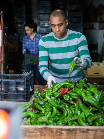 Man and woman are sorting bell peppers