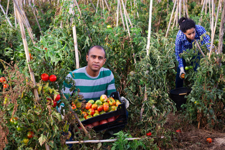 Farm worker gathering crop of tomatoes on vegetable plantation