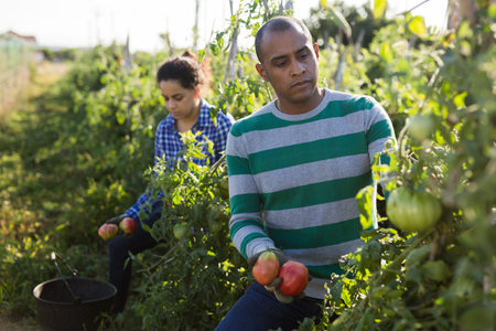 Farm worker gathering crop of tomatoes on vegetable plantation