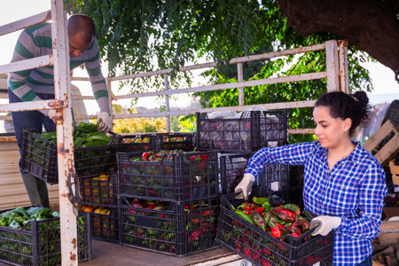 Farmers load crates of ripe bell peppers into car
