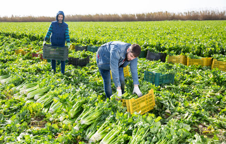 Farmers putting harvested celery in boxes