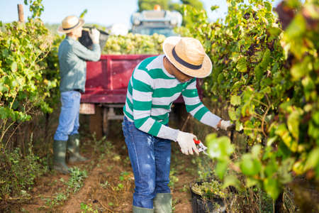 Hispanic farm worker harvesting ripe grapes at vineyardの写真素材