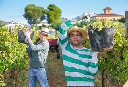 Hispanic farm worker loading freshly picked grapes in truckの写真素材