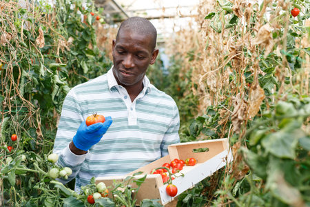 Farmer harvesting tomatoesの写真素材