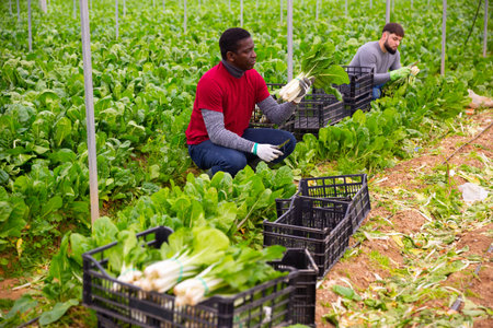 Workers clean ripe chard and put in boxes