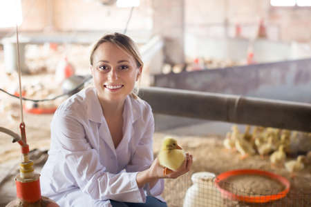 Young female veterinarian holding ducklingの写真素材