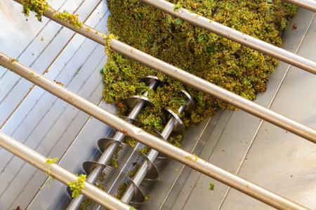 Bunches of green grapes crushed by industrial grape crusher machine in winery