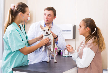 Two experienced professional veterinarians inspecting little dog brought to clinic by preteen girl