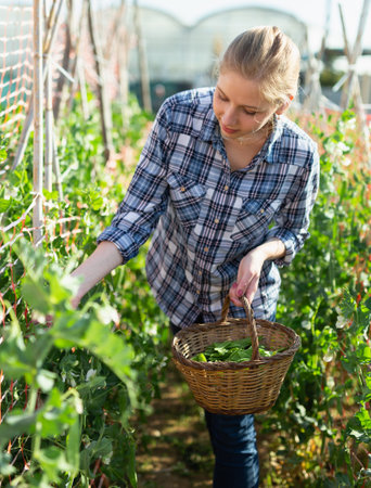Girl gardener attentively selecting pea to basket in green garden