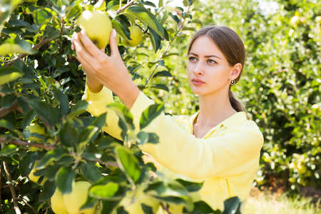 Young woman picking ripe apples from a treeの写真素材