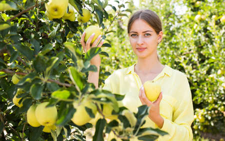 Young woman picking ripe apples from a treeの写真素材
