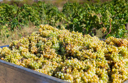 Big wooden box full of freshly grapes standing in fruit gardenの写真素材