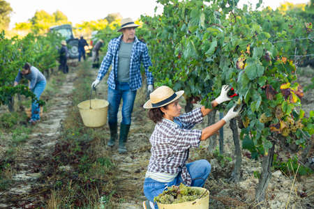 Woman harvesting ripe grapes at vineyardの写真素材