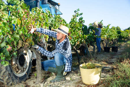 Young man winemaker picking harvest of grapes in vineyard at fieldsの写真素材