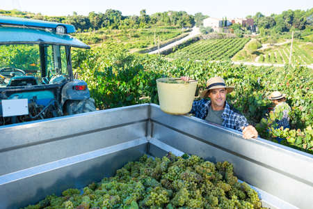 Man winemaker in hat loading harvest of grapes to agrimotorの写真素材
